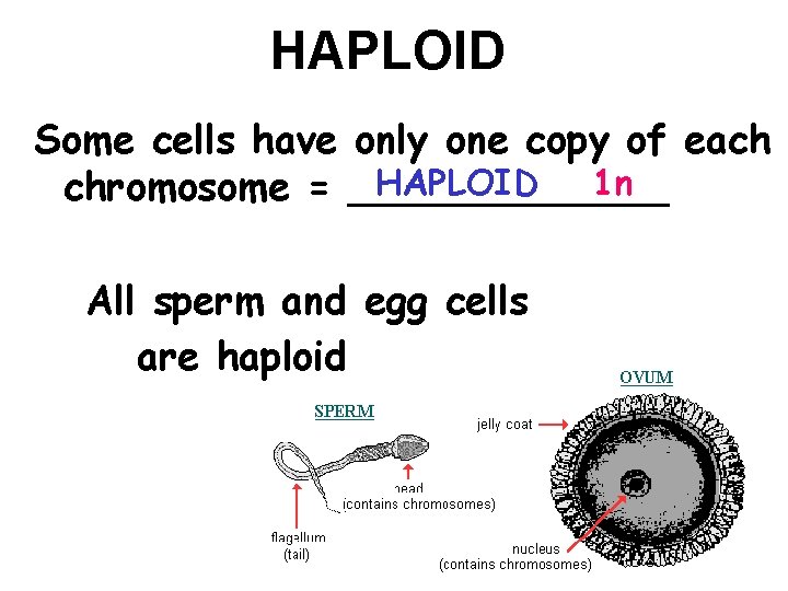 HAPLOID Some cells have only one copy of each HAPLOID 1 n chromosome =