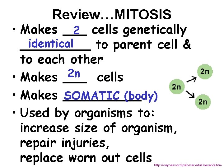 Review…MITOSIS • Makes ___ 2 cells genetically identical _____ to parent cell & to