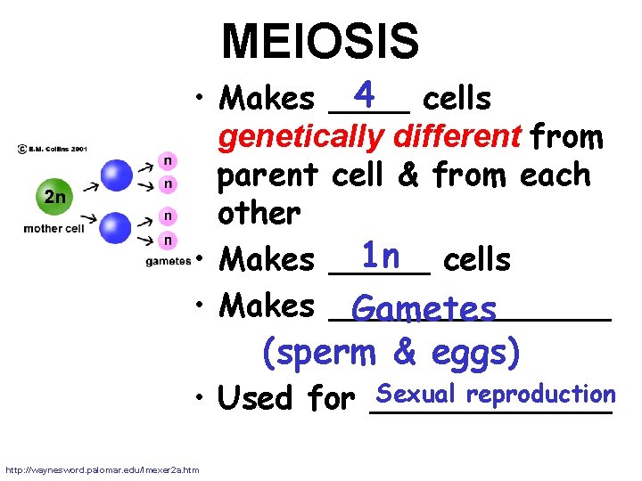 MEIOSIS 4 cells • Makes ____ genetically different from parent cell & from each