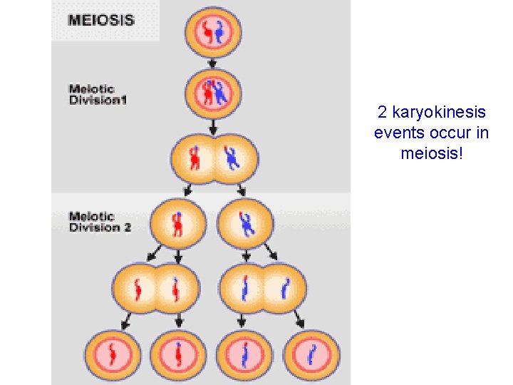 2 karyokinesis events occur in meiosis! 