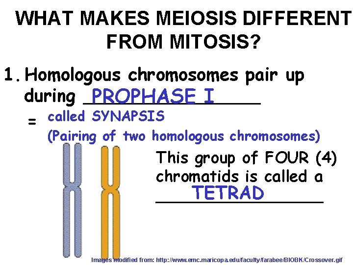 WHAT MAKES MEIOSIS DIFFERENT FROM MITOSIS? 1. Homologous chromosomes pair up during ________ PROPHASE