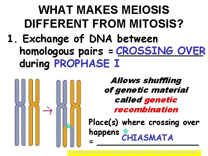 WHAT MAKES MEIOSIS DIFFERENT FROM MITOSIS? 1. Exchange of DNA between OVER homologous pairs