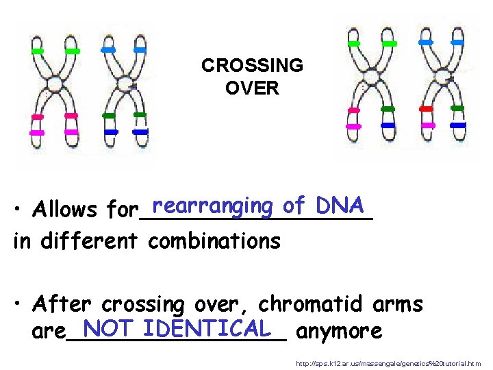 CROSSING OVER rearranging of DNA • Allows for_________ in different combinations • After crossing