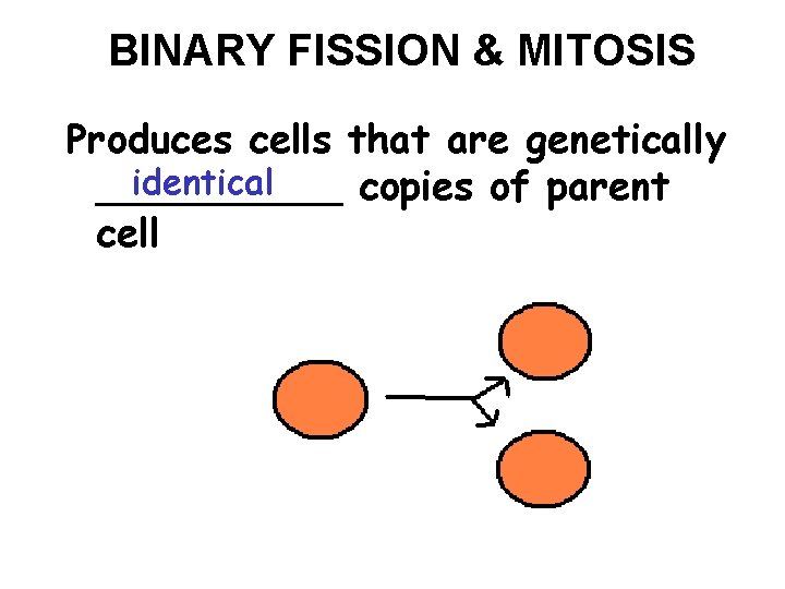 BINARY FISSION & MITOSIS Produces cells that are genetically identical _____ copies of parent