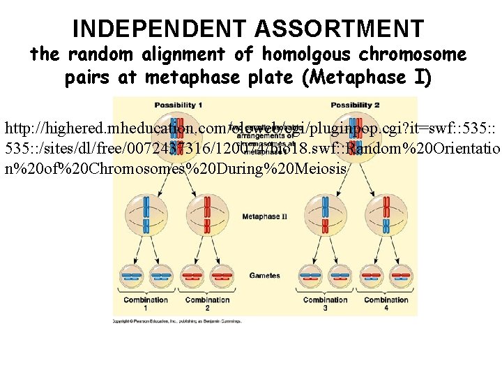 INDEPENDENT ASSORTMENT the random alignment of homolgous chromosome pairs at metaphase plate (Metaphase I)