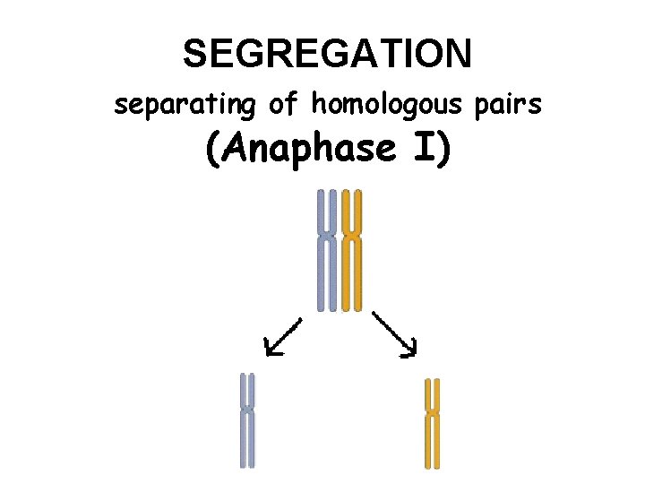 SEGREGATION separating of homologous pairs (Anaphase I) 