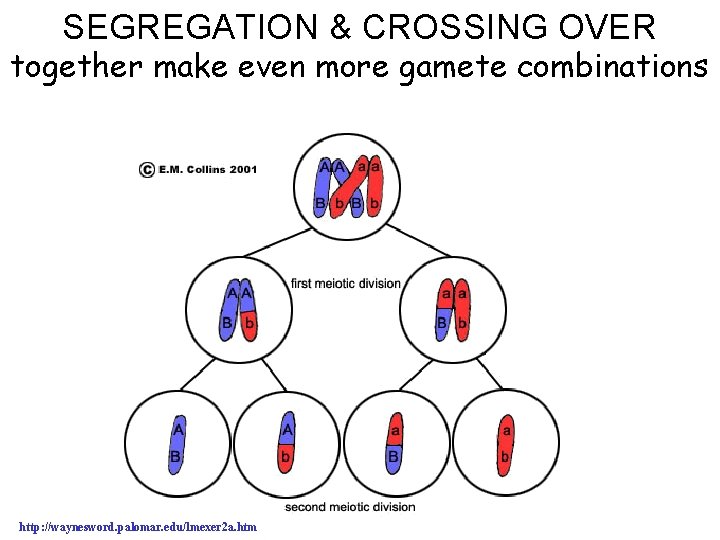 SEGREGATION & CROSSING OVER together make even more gamete combinations http: //waynesword. palomar. edu/lmexer