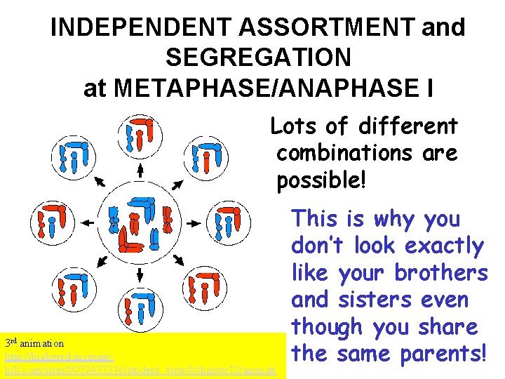 INDEPENDENT ASSORTMENT and SEGREGATION at METAPHASE/ANAPHASE I Lots of different combinations are possible! 3