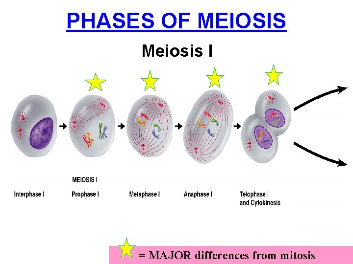 PHASES OF MEIOSIS Figure 11 -15 Meiosis Section 11 -4 Meiosis I = MAJOR