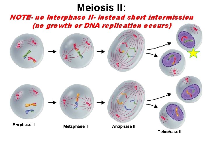 Meiosis II: Figure 11 -17 Meiosis II NOTEno Interphase II- instead short intermission Section