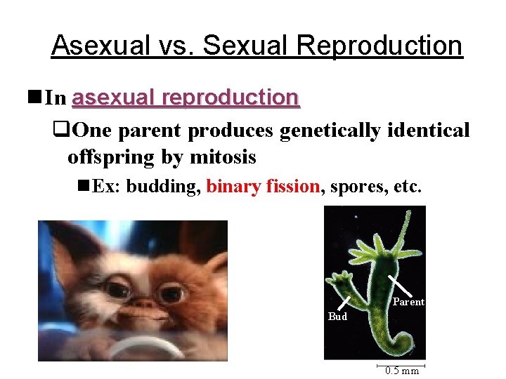Asexual vs. Sexual Reproduction n In asexual reproduction q. One parent produces genetically identical