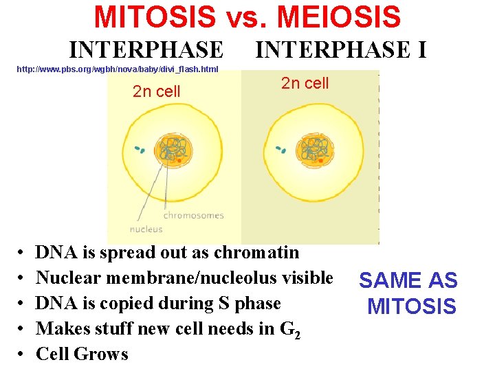 MITOSIS vs. MEIOSIS INTERPHASE http: //www. pbs. org/wgbh/nova/baby/divi_flash. html 2 n cell • •