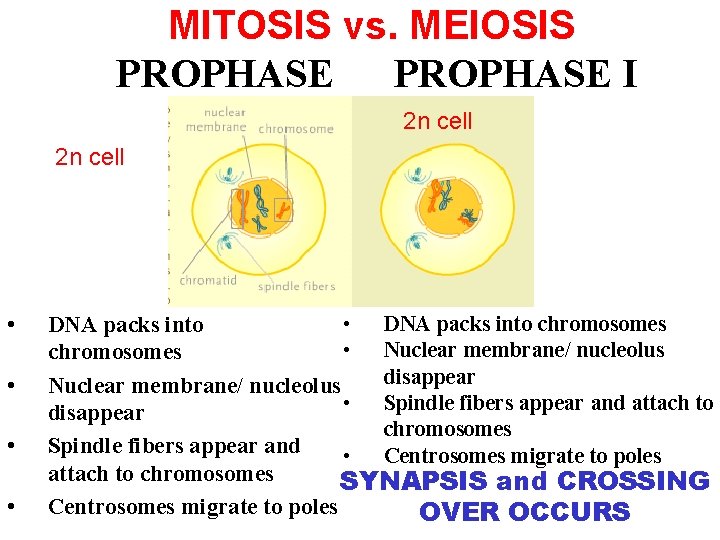MITOSIS vs. MEIOSIS PROPHASE I 2 n cell • • • DNA packs into