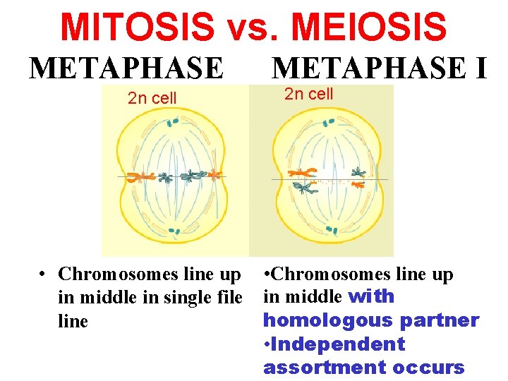 MITOSIS vs. MEIOSIS METAPHASE 2 n cell METAPHASE I 2 n cell • Chromosomes