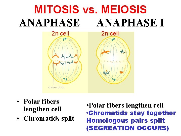 MITOSIS vs. MEIOSIS ANAPHASE I 2 n cell • Polar fibers lengthen cell •