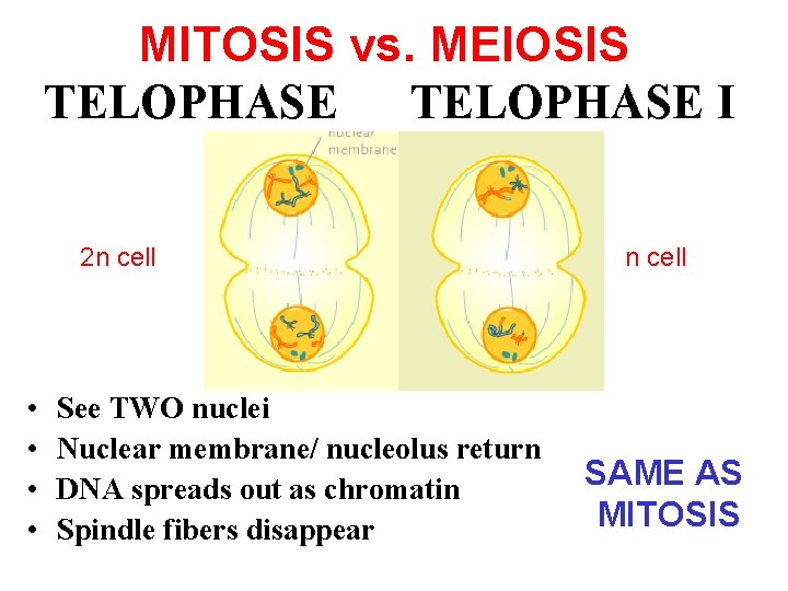 MITOSIS vs. MEIOSIS TELOPHASE I 2 n cell • • See TWO nuclei Nuclear