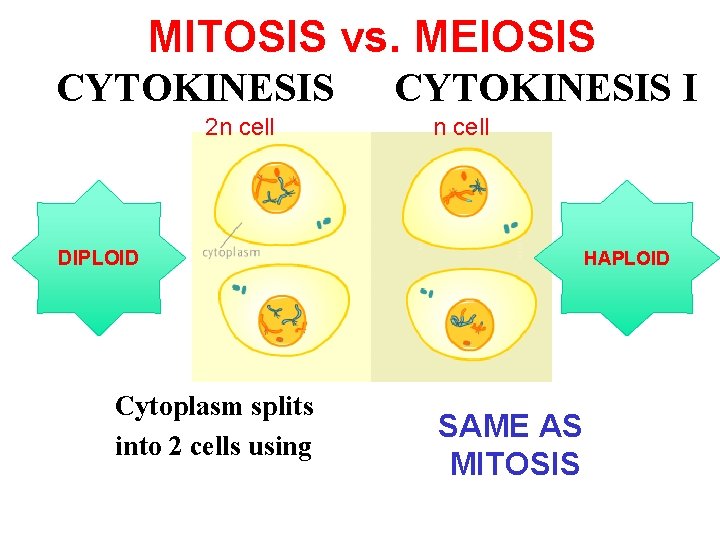 MITOSIS vs. MEIOSIS CYTOKINESIS 2 n cell CYTOKINESIS I n cell DIPLOID Cytoplasm splits
