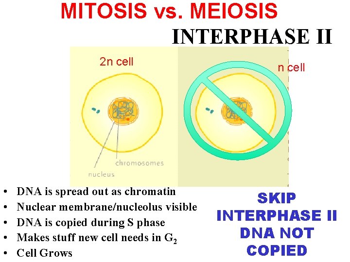 MITOSIS vs. MEIOSIS INTERPHASE II 2 n cell • • • DNA is spread
