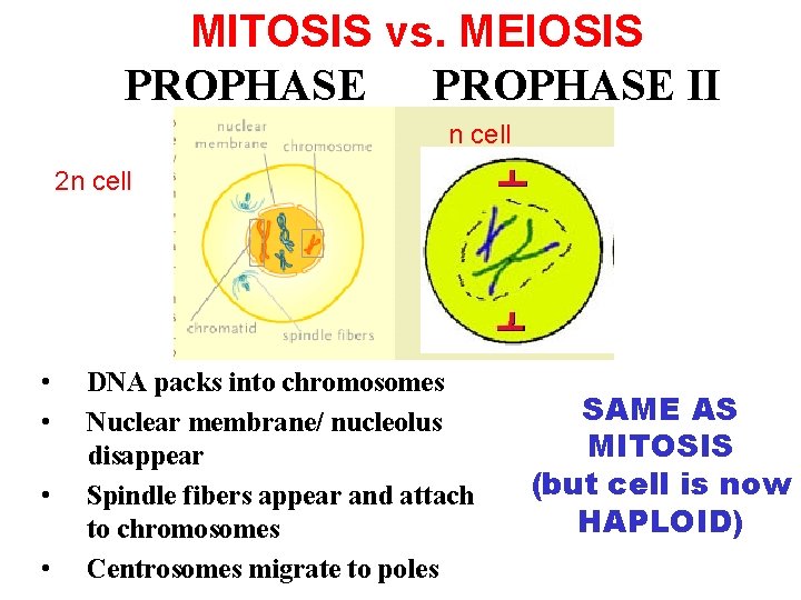 MITOSIS vs. MEIOSIS PROPHASE II n cell 2 n cell • • DNA packs