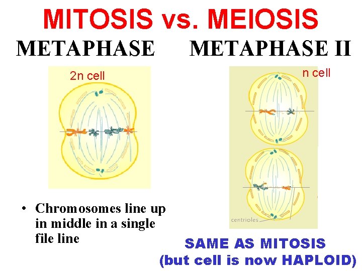 MITOSIS vs. MEIOSIS METAPHASE II n cell 2 n cell • Chromosomes line up