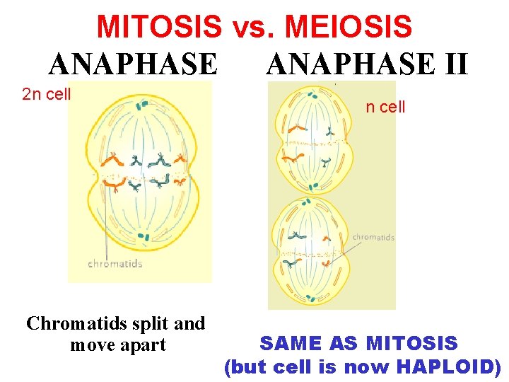 MITOSIS vs. MEIOSIS ANAPHASE II 2 n cell Chromatids split and move apart n