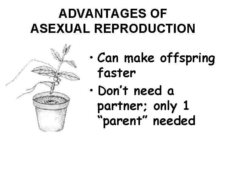 ADVANTAGES OF ASEXUAL REPRODUCTION • Can make offspring faster • Don’t need a partner;