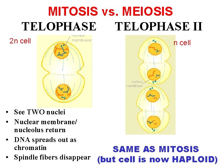 MITOSIS vs. MEIOSIS TELOPHASE II 2 n cell • See TWO nuclei • Nuclear