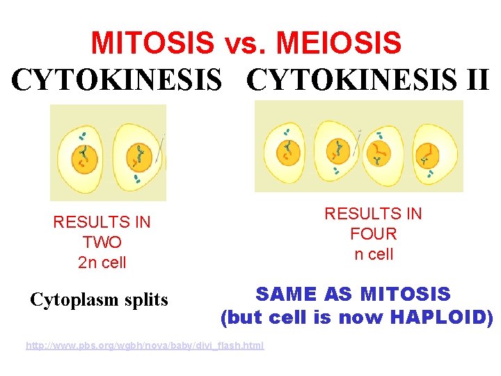 MITOSIS vs. MEIOSIS CYTOKINESIS II RESULTS IN FOUR n cell RESULTS IN TWO 2