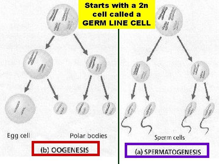 Starts with a 2 n cell called a GERM LINE CELL 