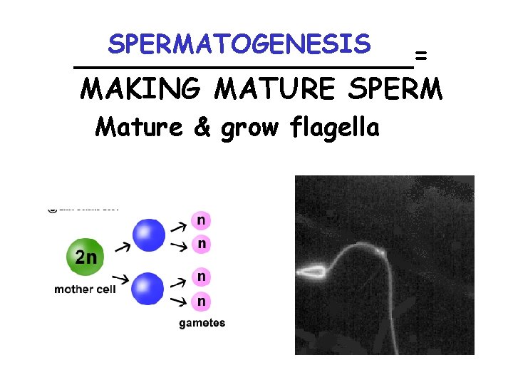 SPERMATOGENESIS __________= MAKING MATURE SPERM Mature & grow flagella 