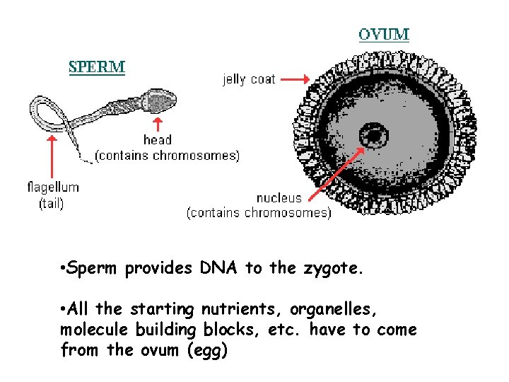 • Sperm provides DNA to the zygote. • All the starting nutrients, organelles,