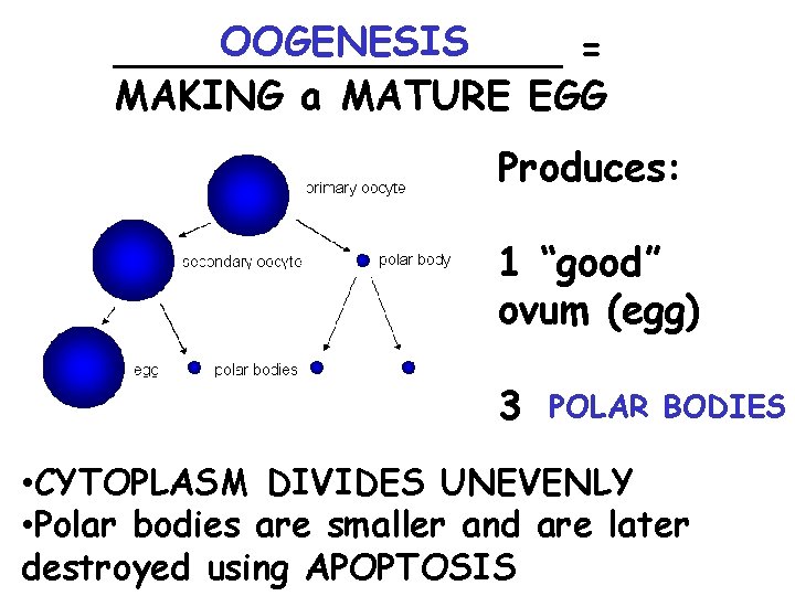 OOGENESIS _________ = MAKING a MATURE EGG Produces: 1 “good” ovum (egg) 3 POLAR