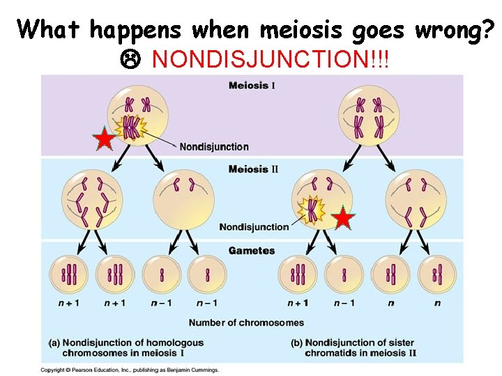 What happens when meiosis goes wrong? NONDISJUNCTION!!! 