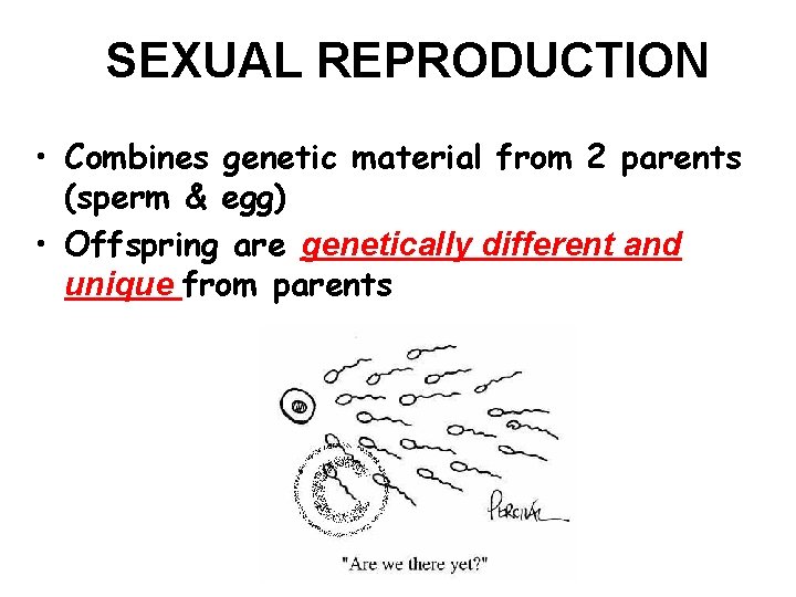 SEXUAL REPRODUCTION • Combines genetic material from 2 parents (sperm & egg) • Offspring