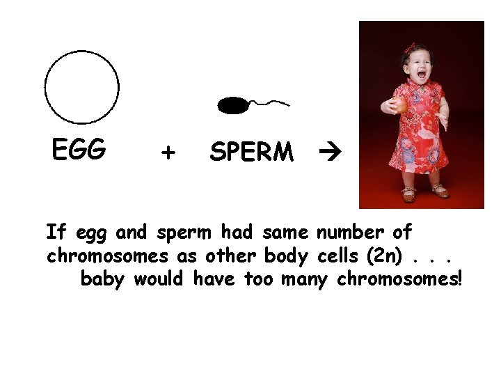 EGG + SPERM If egg and sperm had same number of chromosomes as other