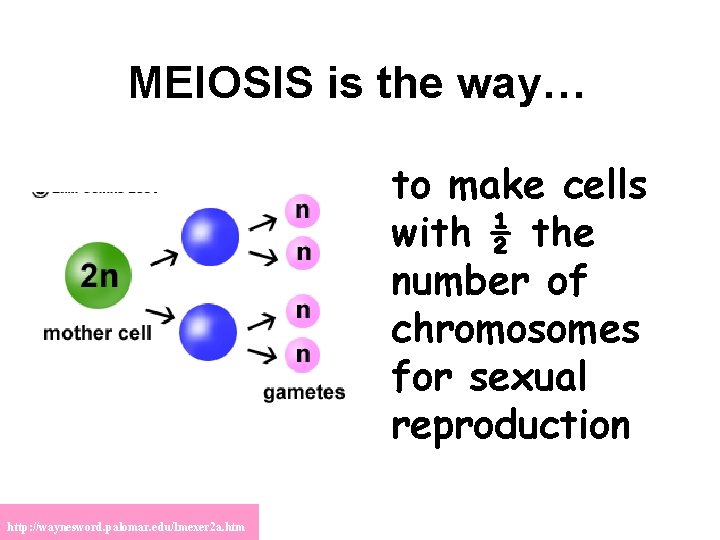 MEIOSIS is the way… to make cells with ½ the number of chromosomes for