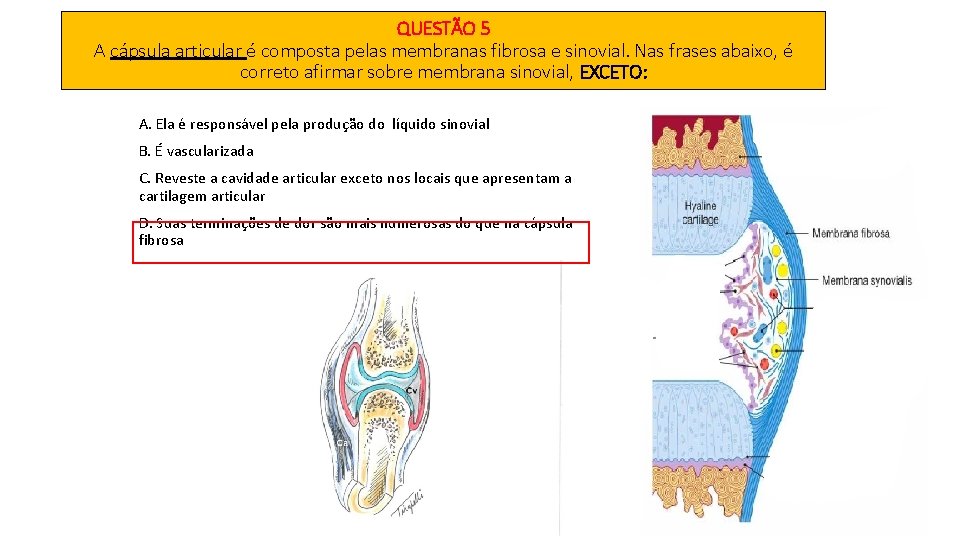 QUESTÃO 5 A cápsula articular é composta pelas membranas fibrosa e sinovial. Nas frases