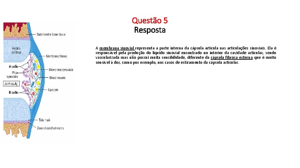 Questão 5 Resposta A membrana sinovial representa a parte interna da cápsula articula nas