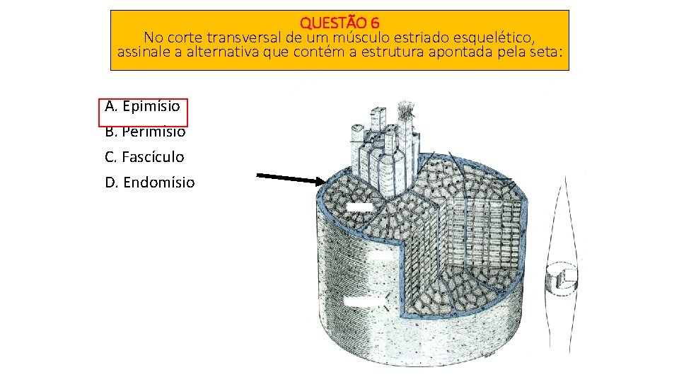 QUESTÃO 6 No corte transversal de um músculo estriado esquelético, assinale a alternativa que