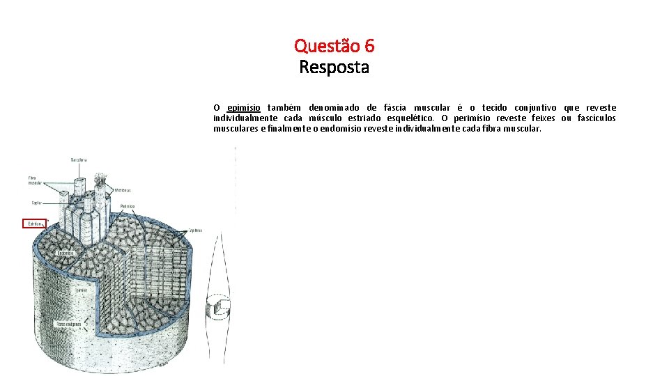 Questão 6 Resposta O epimísio também denominado de fáscia muscular é o tecido conjuntivo