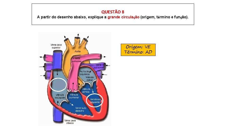 QUESTÃO 8 A partir do desenho abaixo, explique a grande circulação (origem, término e
