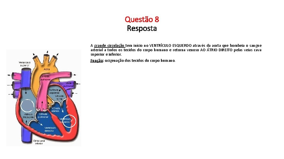 Questão 8 Resposta A grande circulação tem início no VENTRÍCULO ESQUERDO através da aorta