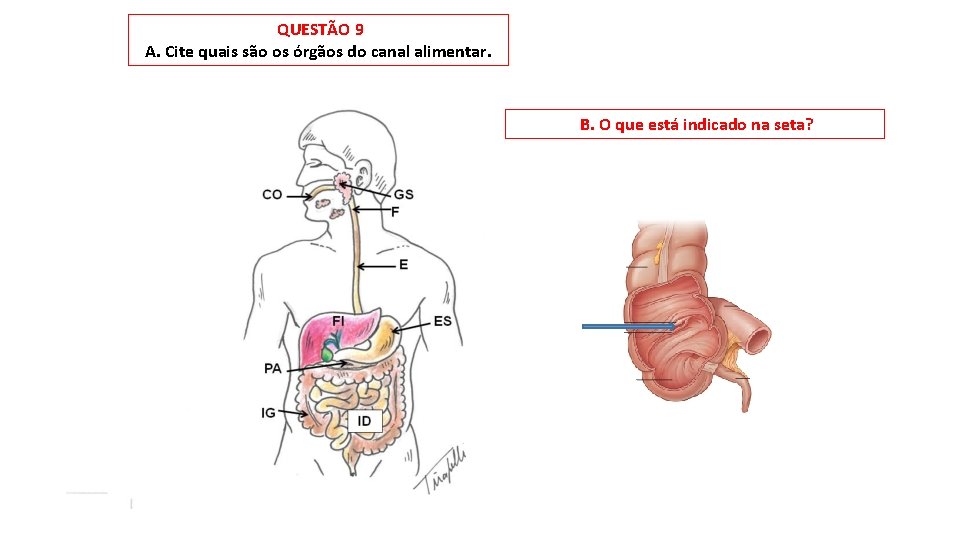 QUESTÃO 9 A. Cite quais são os órgãos do canal alimentar. B. O que