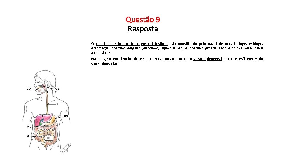 Questão 9 Resposta O canal alimentar ou trato gastrointestinal está constituído pela cavidade oral,