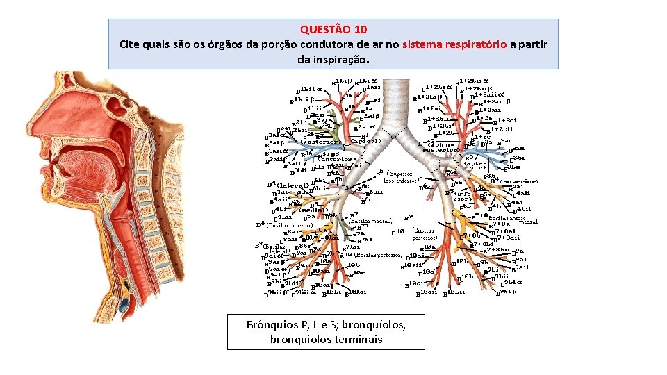 QUESTÃO 10 Cite quais são os órgãos da porção condutora de ar no sistema