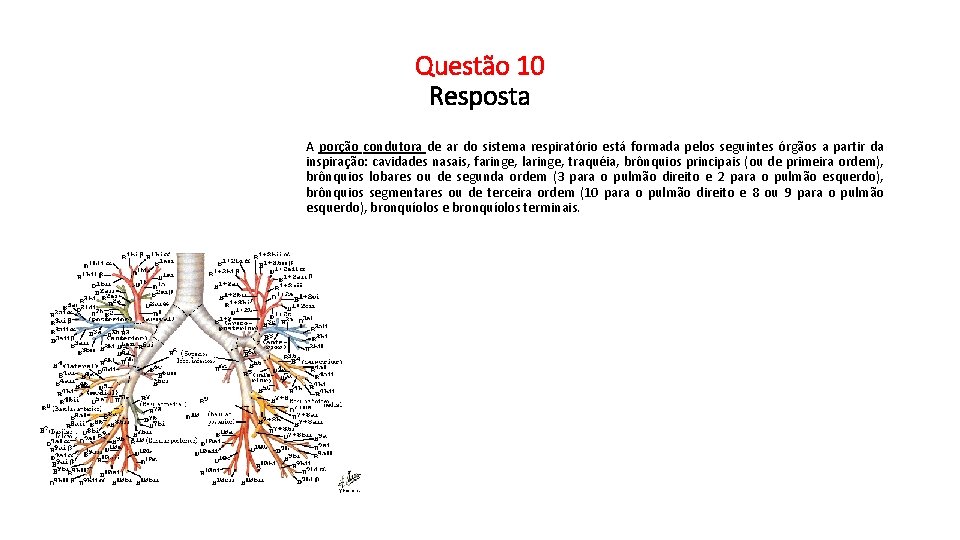 Questão 10 Resposta A porção condutora de ar do sistema respiratório está formada pelos