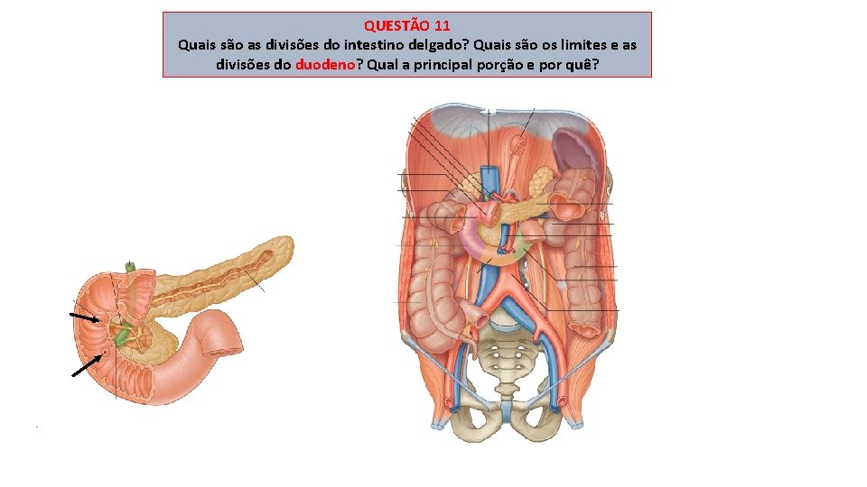 QUESTÃO 11 Quais são as divisões do intestino delgado? Quais são os limites e