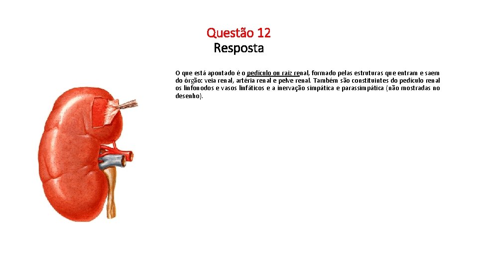 Questão 12 Resposta O que está apontado é o pedículo ou raiz renal, formado