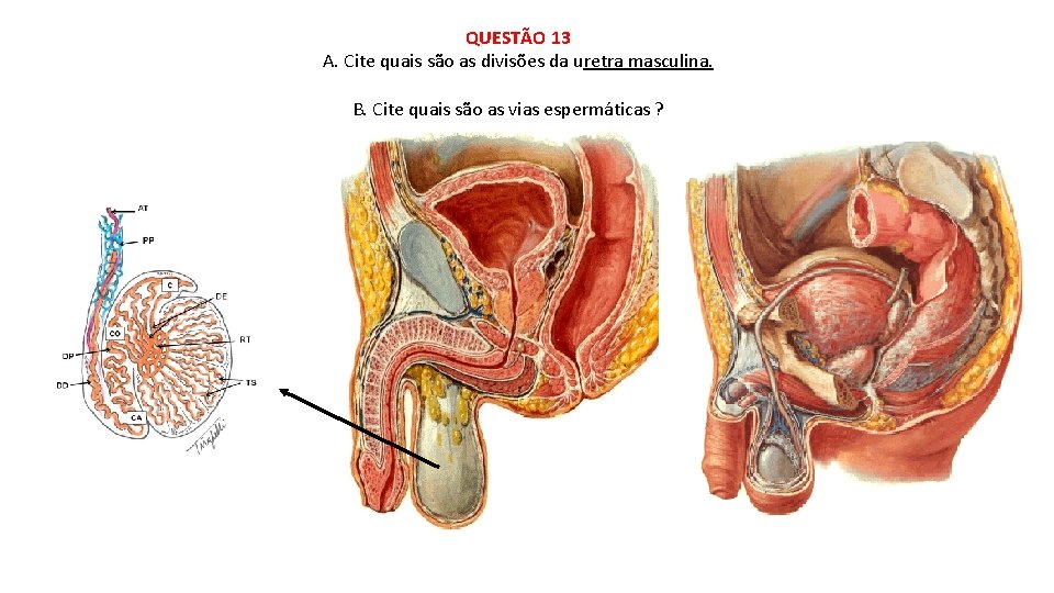 QUESTÃO 13 A. Cite quais são as divisões da uretra masculina. B. Cite quais