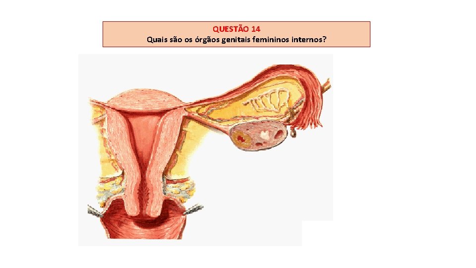 QUESTÃO 14 Quais são os órgãos genitais femininos internos? 